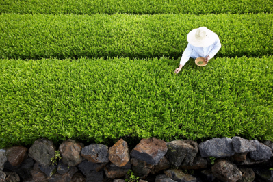 Amorepacific has unveiled new research and development site to advance its research into a green tea probiotic strain. ©Amorepacific